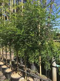 These plants do not drop their leaves in fall and go dormant in winter like deciduous trees. Evergreen Ash Fraxinus Griffithii Available From Blerick Tree Farm