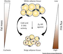 Adipose tissue is derived from lipoblasts. Weight Loss And Adipose Tissue Browning In Humans The Chicken Or The Egg Trends In Endocrinology Metabolism