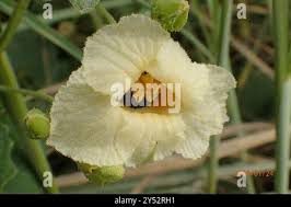 Image result for Momordica foetida