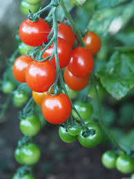 Customers who bought sweet chelsea vfnt hybrid also bought Tomato Irish Gardener S Delight Pumpkin Beth