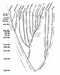 Evogeneao The Tree Of Life