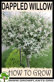 My variety is 'hakuro nishiki'. Dappled Willow How To Grow Care