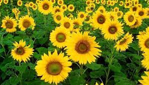 Sunflower Benefits And Uses Of Its Seed Leaves And Petals Sunflower Uses Of Sunflower Medicinal Herbs