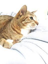 Check spelling or type a new query. Hobak Txt Wiki Fandom