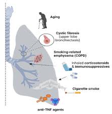 Image result for Mycobacteria