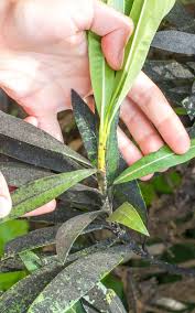 As long as the plant is not having a tough time recovering from the initial treatment, reapply. How To Get Rid Of Sooty Mould Kings Plant Doctor