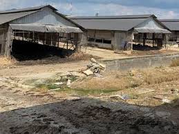 Ternak ayam kampung dilahan sempit untung puluhan juta perbulan. Portal Rasmi Pdt Hulu Selangor Dua Premis Ternakan Ayam Punca Gangguan Bau Lalat