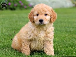 Did you know that our golden retriever parents are our own line of golden coat colors are: Miniature Goldendoodle Breeders Bbt Com Goldendoodle Puppy Mini Goldendoodle Puppies Bear Dog Breed