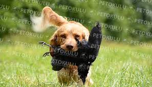 Kopek Hayir Komutu Egitimi Pet Okulu
