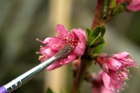 Peach Tree Pollination Enpromocion Com Co