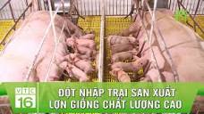 Đột nhập trại sản xuất lợn giống chất lượng cao tại xứ Thanh ...