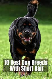 10 Best Large Dog Breeds With Short Hair Dog Breeds Large Dog Breeds Short Haired Dog Breeds