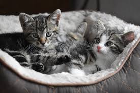 Rp 950.000 kandang kucing hitam manis. Jangan Kaget Jika Kucing Anda Berubah Warna Mungkin Karena 5 Hal Ini Simak Ulasannya Kabar Besuki