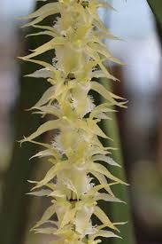 Image result for Diaphananthe