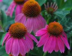The flowers on the butterfly plant are bright orange but the plant itself is a close relative of milkweed. Top Plants To Attract Butterflies To Your Garden Costa Farms