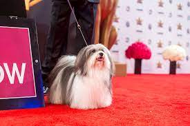 Bono The Havanese Wins Best In Show At 2019 Beverly Hills Dog Show Havanese Puppies Dog Show Havanese