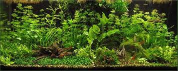 Planted Aquarium Fertilizer How To Articles