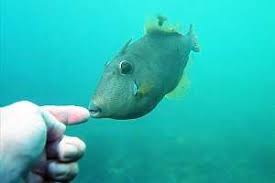 Fishing Leatherjackets From The Rocks The Fishing Website Discussion Forums Page 1