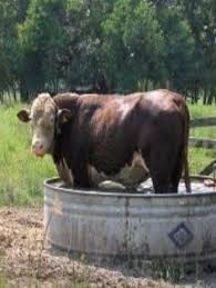 Bull In Water Trough Bull Cattle Cow