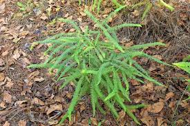 Image result for Dicranolepis