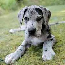 Great danes are the world's biggest lapdogs. Blue Harlequin Great Dane For Sale Petsidi