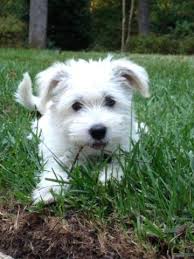 Two of them are cream colored, and three are black and white. Havanese X Schnauzer Mix The Cutest Sweetest Puppies For Sale In Middletown Virginia Classified Americanlisted Com