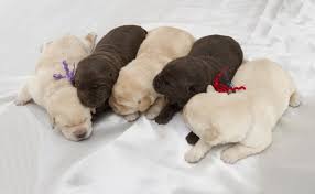 A Female Dog Will Have Her First Heat Between 6 And 12 Months Of Age But That Doesn T Mean She S Ready To Mate Depending On Her Size Ge Dogs Litter Your Dog