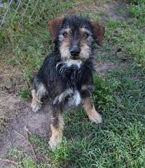 We did not find results for: Adopt Cleatus On Petfinder Terrier Mix Dogs Terrier Dogs