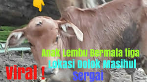 More meanings for anak sapi. Anak Lembu In English Anak Lembu In A Sentence And Translation Of Anak Lembu In English Dictionary With Audio Pronunciation By Dictionarist Com