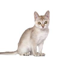 シンガプーラ猫の画像