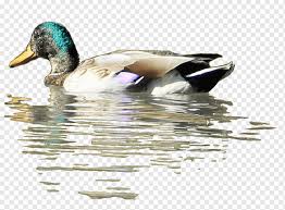 The mother duck will spread her own oil on her ducklings so that they can safely swim right away without getting waterlogged. Seaduck Png Images Pngwing