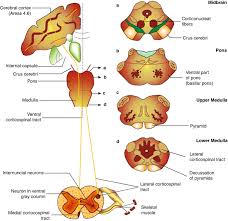 Image result for Motor Exam