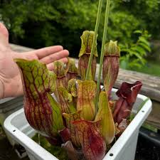 Image result for Genlisea margaretae