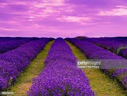 251 Stephen Lavender Stock Photos, High-Res Pictures, and Images