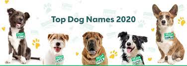 Finding a name for your new dog requires more inspiration with a little luck and also a lot of thought. The Most Popular Male And Female Dog Names Of 2020 Rover Com
