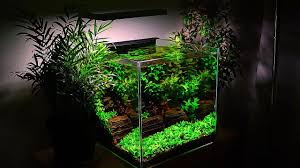You may see betta fish housed in tiny plastic bowls in stores, but get plants and other decorations. Small Planted Tank Betta Fish And Relaxation Youtube