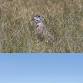 FEBRUARY MONTHLY MEETING: Grasslands to Woodlands: breeding and migration ecology of priority species at range periphery in the Great Plains.