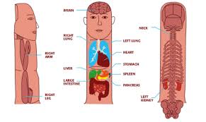 14 Read The Booklet Acupressure Reflex Points Link Http