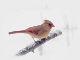Bright red cardinals are easily identified by even casual bird watchers, and are often seen frequenting backyards and bird feeders. First Snow Female Cardinal Bird Winter White Photograph By Mtbobbins Photography