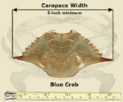 Blue Crabs Atlantic Maryland Fishing Regulations 2019