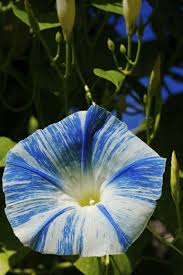 Pin On Flowers