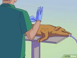 3 Ways To Calm A Male Dog When A Female Is In Heat Wikihow