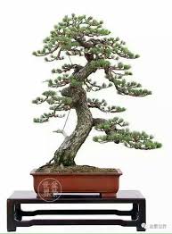 Pin By Gera B On Bonsai Insp2 Bonsai Tree Bonsai Pine Bonsai