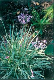 Society garlic is a edible herb. Https Www Motherearthliving Com Gardening Plant Profile Herb To Know 61