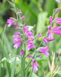 Image result for Gladiolus zambesiacus