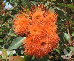 In this guide, you'll find a list of our selected tropical flowering plants that come from many tropics include the equator and other parts of north and south america, hawaii, africa, australia, and asia. Corymbia Ficifolia Baby Orange Grafted Flowering Gum Trees Speciality Trees