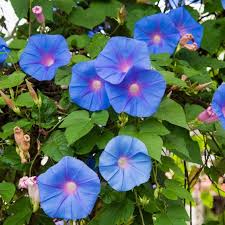 Image result for Ipomoea tricolor
