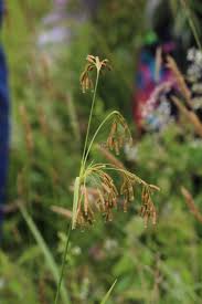Image result for Scirpus pendulus