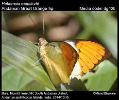 Image result for Rothmannia macrosiphon