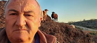 Lobo de Vista-Alegre, 13 meses. Seriedad MÁXIMA en su mirada y en su forma  de ser. Mastin Rabon #Lobo #Cachorro #Ganadero #Guardian  #MastinesdeVistaAlegre